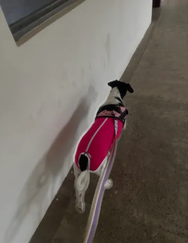 Roupa cirúrgica pet