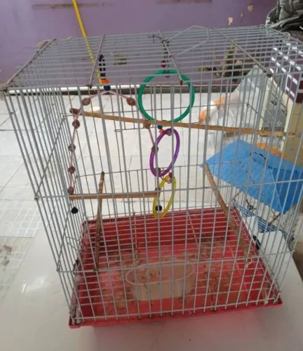 Gaiola para Calopsitas 