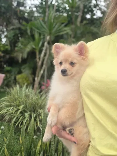 Fêmea de Lulu da Pomerânea 