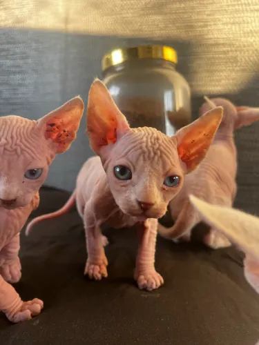 Gatos Sphynxs heterocromico 