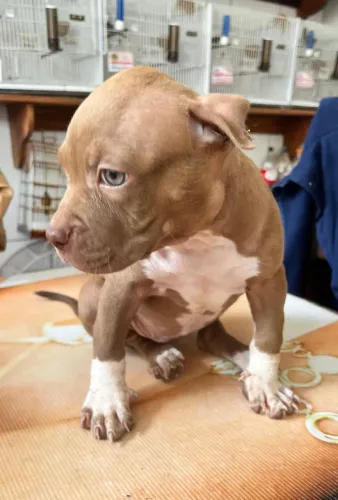 PIT BULL