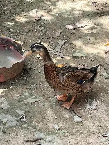 Pato