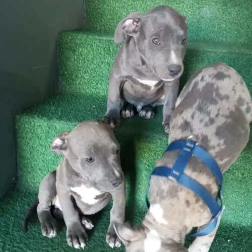 Filhotes pitmonter com pedigree 