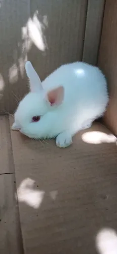 Filhotes de netherland anão