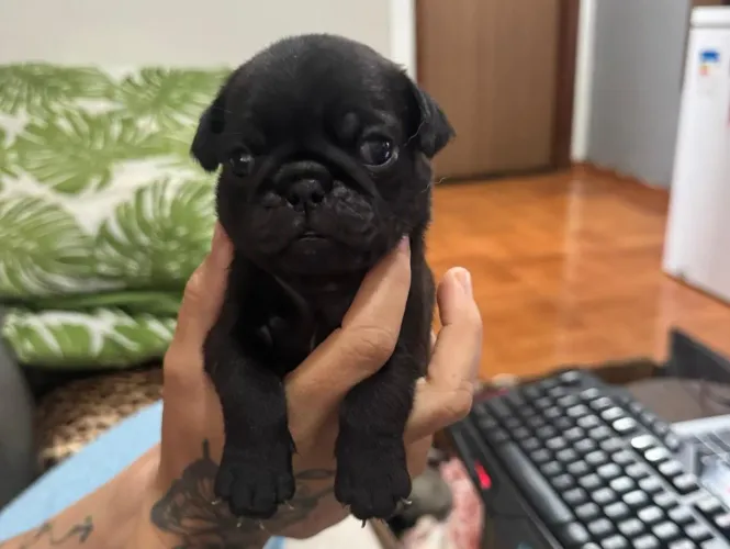 Pug macho 