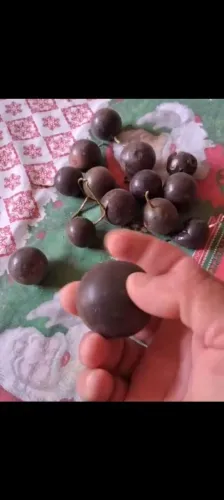 Vende- se mudas maracuja pretinho do mato