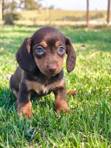 dachshund