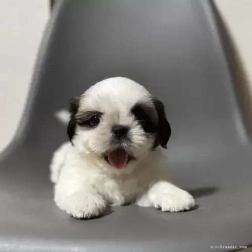 Baby pelagem densa Shih tzu/Shitzu