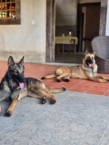 Pastor Belga Malinois