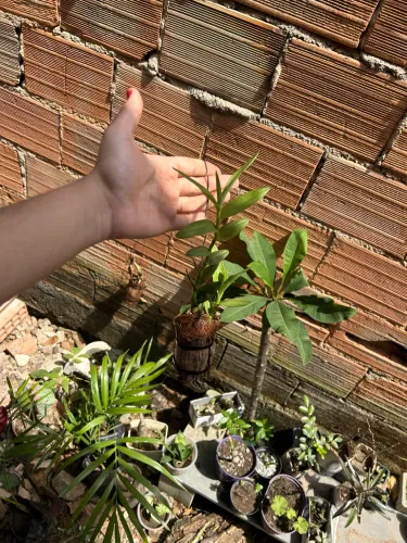 Orquídea média  