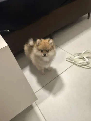 Vendo Spitz alemão lindo com 80 dias