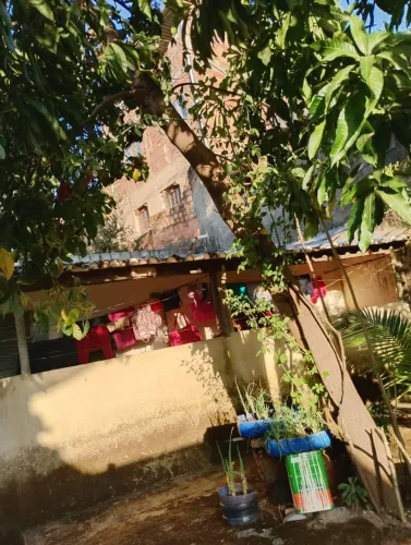 Poda de árvores limpeza de coqueiro