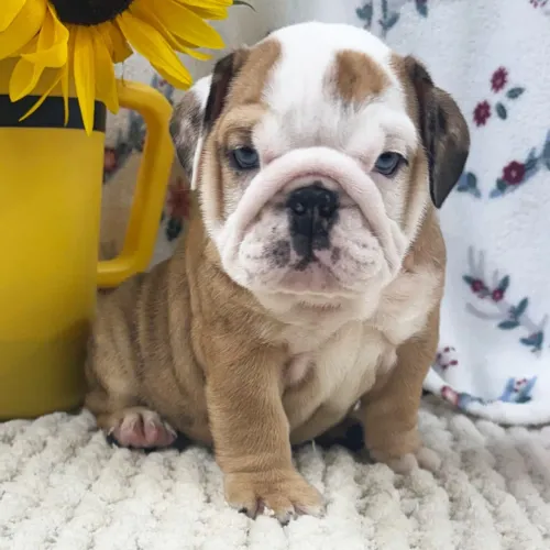 BullDog Inglês- Um pacotinho de amor