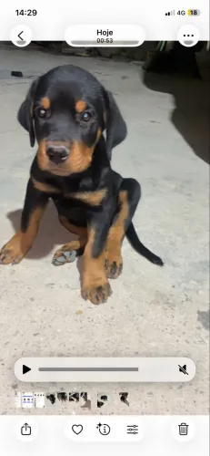 Cachorro 