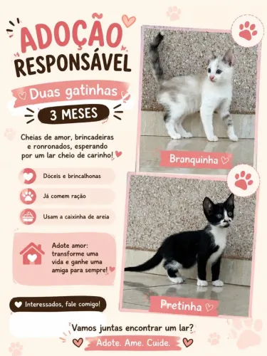 2 gatinha