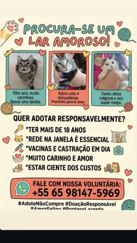Gatos Adoção