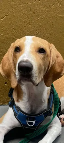 Foxhound americano