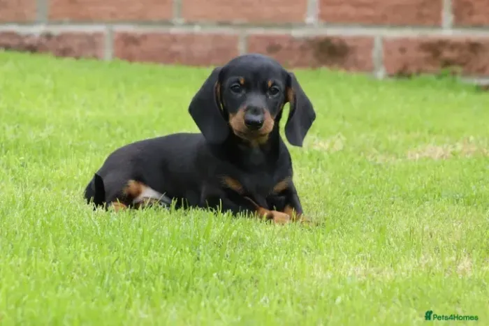 Filhotinhos Teckel/Dachshund/Salsicha/Salsichinha/Basset/Cofap saudáveis e ativos