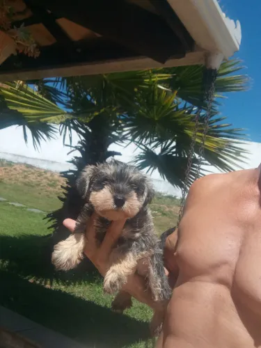 Schnauzer miniatura
