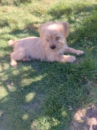 Filhote Shih Tzu