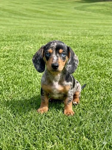 Lindos Dachshund arlequim temos de olhos azuis e sem !