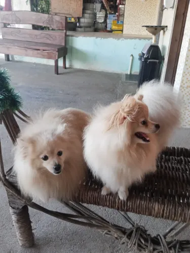 Filhotes de Spitz Alemão