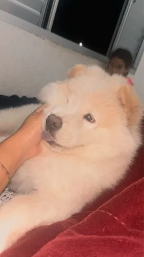 Chow Chow fêmea