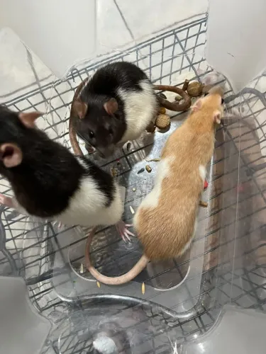 Rato Twister