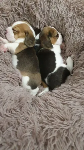 Beagle Uma surpresa para acompanhar cada fase da infância