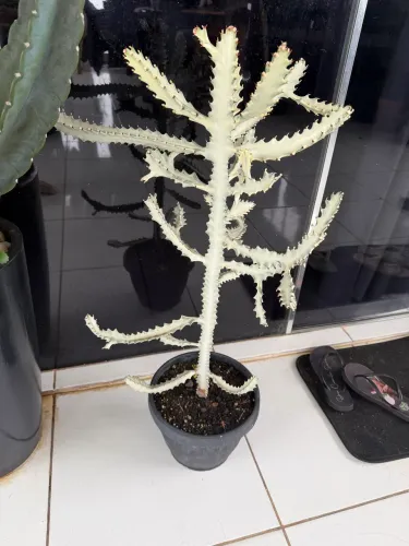 Cacto branco