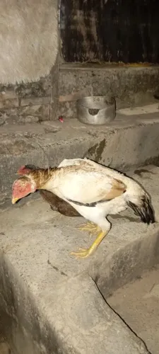 Galinhas índias e galo