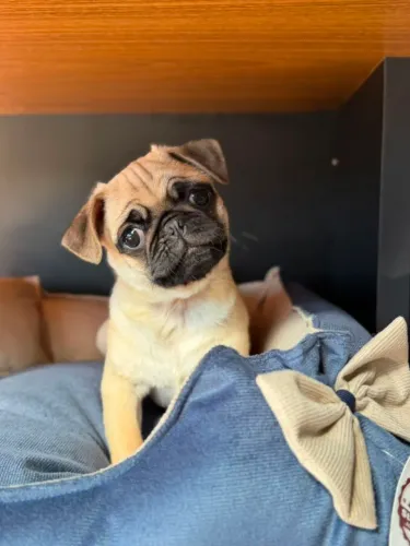Pug lindos a sua espera