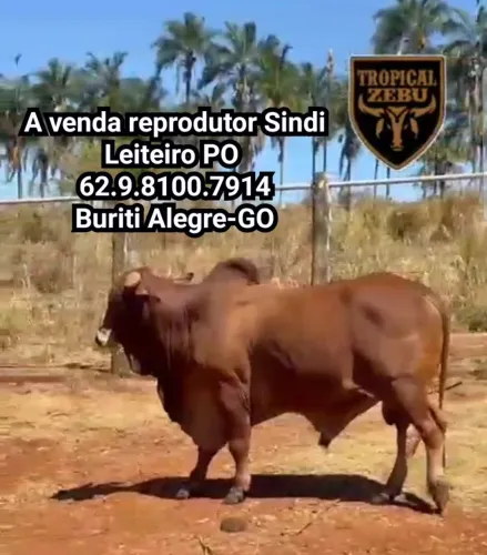Reprodutores sindi leiteiro PO 24 a 36 meses
