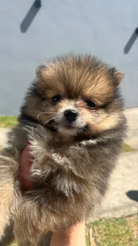Spitz alemão anão
