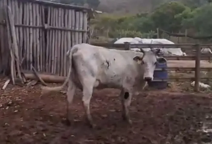 Venda de novilha leiteira recém parida