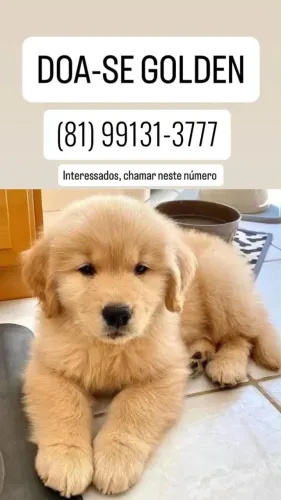 Doação filhote de Golden