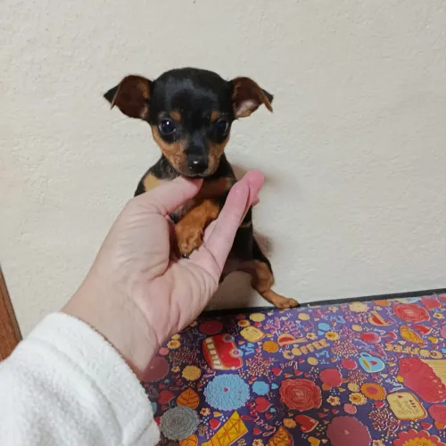 Pinther