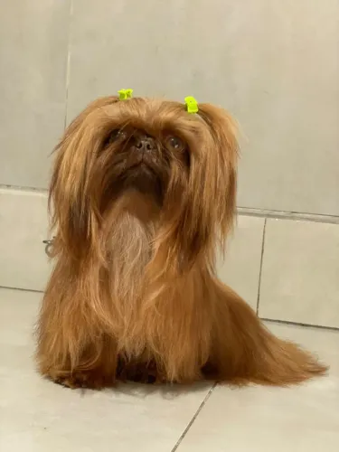 Shihtzu