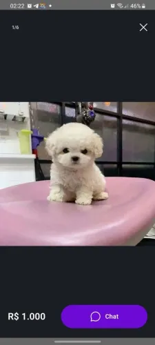 POODLE BRANCA TOYZINHA  FÊMEA  R$ 1300
