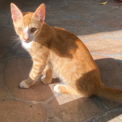 Adoção de gato laranja