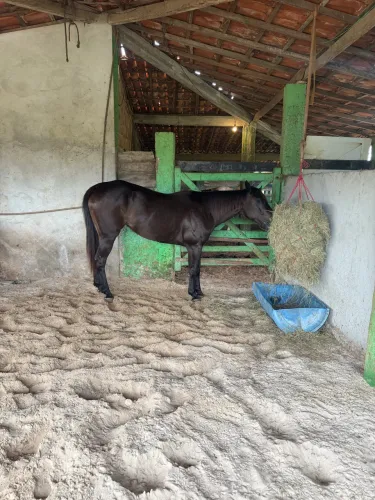 Quarto de milha