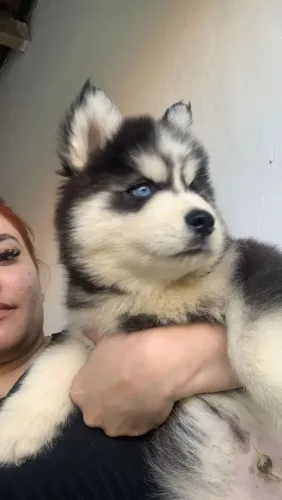 Husky siberiano pelagem wolly com pedigree 