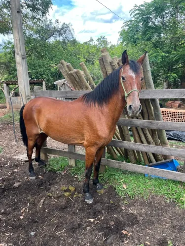Cavalo castanho manso