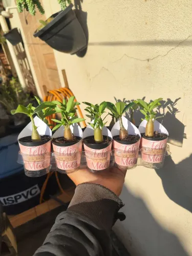 Rosas deserto promoção