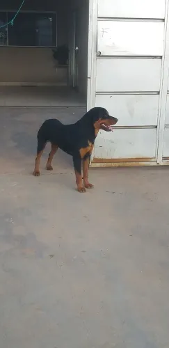 Doação rottweiler
