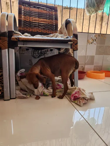 Vendo cachorro pinscher 1 gestante