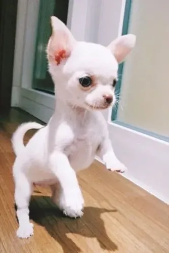 Chihuahua pelo curto disponível 