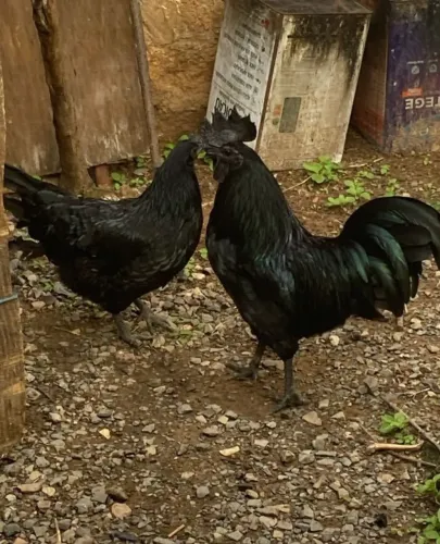 Casal de Ayam Cemani
