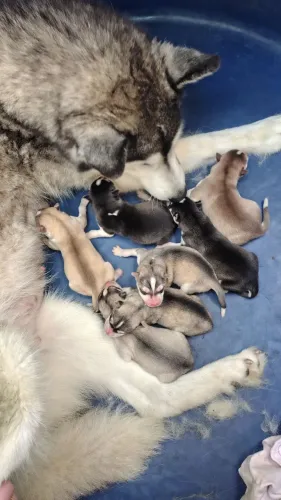 Husky Siberiano