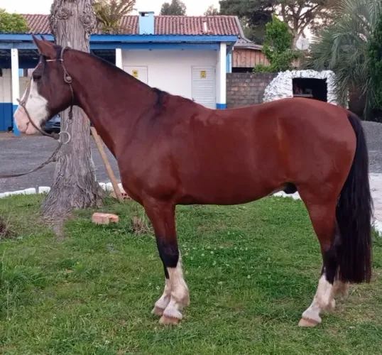CAVALO CRIOULO SEM DOCUMENTO